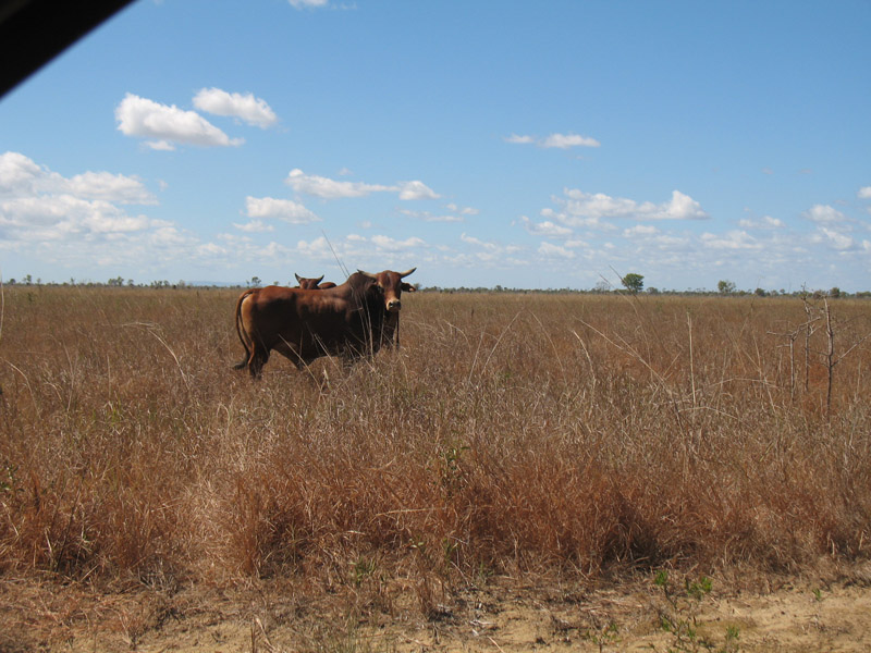 Lakefield National Park - Walkabout